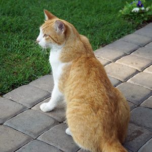 7st kitty