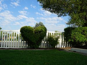 heart bush